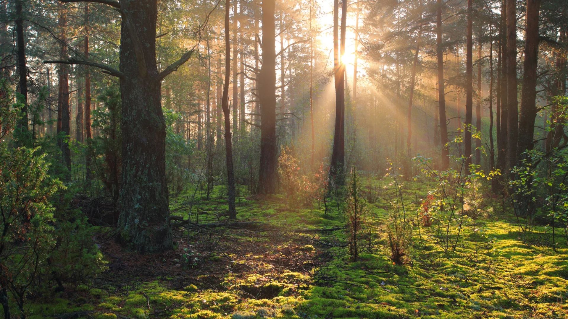 Morning sunlight streaming through a pine forest onto a mossy floor