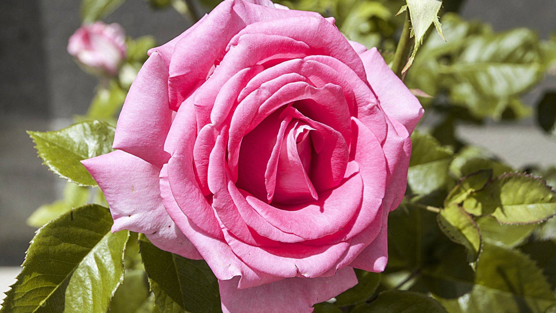 A soft pink rose in bloom among green leaves